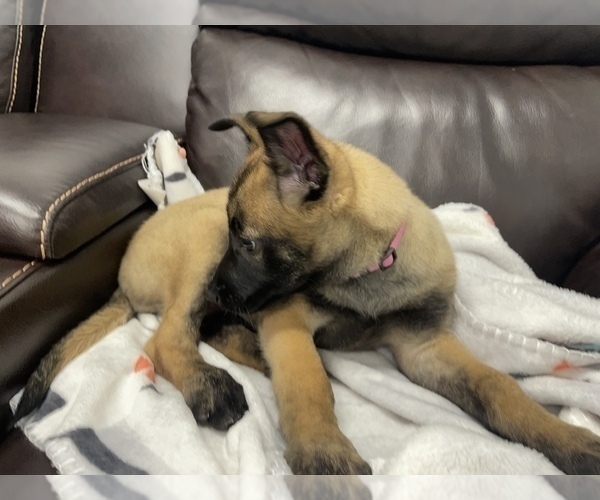 Medium Photo #34 Belgian Malinois Puppy For Sale in REESEVILLE, WI, USA