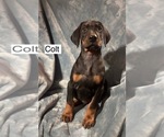 Small #3 Doberman Pinscher