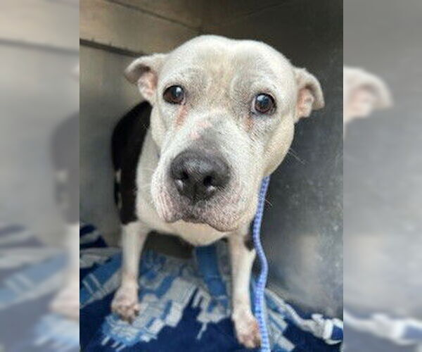 Medium Photo #1 Mutt Puppy For Sale in Pearland, TX, USA