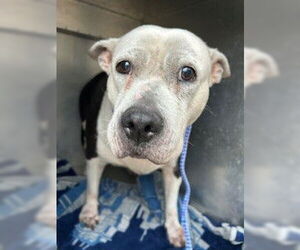 Mutt Dogs for adoption in Pearland, TX, USA