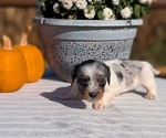 Small #5 Dachshund