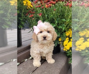 ShihPoo Puppy for sale in INDIANAPOLIS, IN, USA