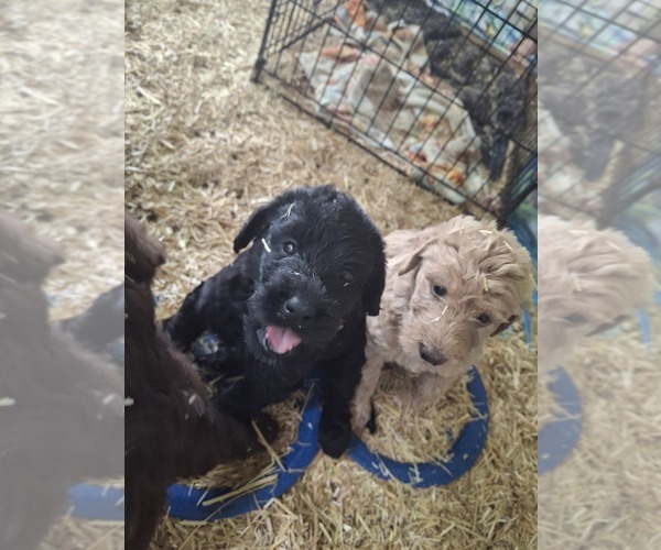 Medium Photo #14 Labradoodle Puppy For Sale in SNOW CAMP, NC, USA