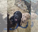 Small Photo #14 Labradoodle Puppy For Sale in SNOW CAMP, NC, USA