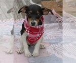 Small #1 Rat Terrier