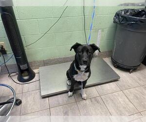 American Staffordshire Terrier-Labrador Retriever Mix Dogs for adoption in Grand Prairie, TX, USA