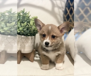 Pembroke Welsh Corgi Puppy for sale in KERMAN, CA, USA