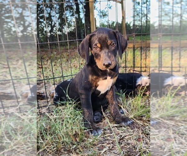 Medium Photo #2 Catahoula Leopard Dog Puppy For Sale in CUMBY, TX, USA