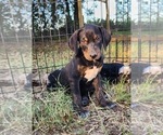 Small #1 Catahoula Leopard Dog