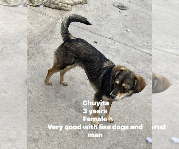 Medium Photo #2 Mutt Puppy For Sale in Crystal, MN, USA