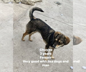 Mutt Dogs for adoption in Crystal, MN, USA