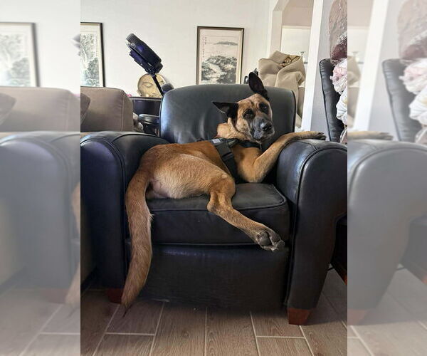 Medium Photo #5 German Shepherd Dog-Unknown Mix Puppy For Sale in Imlay City, MI, USA