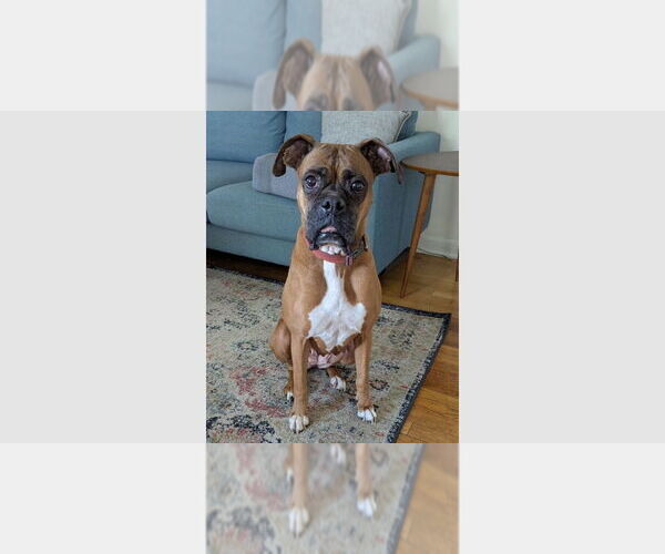 Medium Photo #5 Boxer Puppy For Sale in Austin, TX, USA