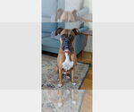 Small #4 Boxer