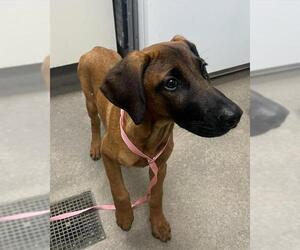 Plott Hound-Unknown Mix Dogs for adoption in HESPERIA, CA, USA