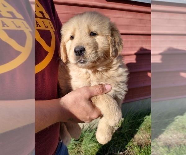 Medium Photo #2 Golden Retriever Puppy For Sale in SPENCER, TN, USA