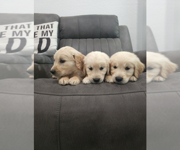 Medium Photo #6 Golden Retriever Puppy For Sale in ELVERTA, CA, USA