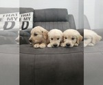 Small Photo #6 Golden Retriever Puppy For Sale in ELVERTA, CA, USA