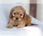 Small #1 Cavapoo