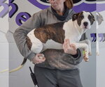Small #1 American Bulldog-American Staffordshire Terrier Mix