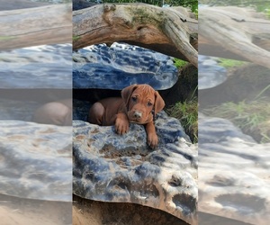 Rhodesian Ridgeback Puppy for sale in Krakow, Lesser Poland Voivodeship, Poland