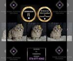 Small Photo #89 YorkiePoo Puppy For Sale in WARSAW, IN, USA