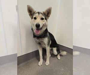 Gerberian Shepsky Dogs for adoption in HESPERIA, CA, USA