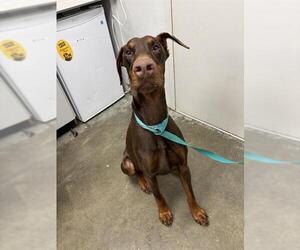Doberman Pinscher Dogs for adoption in Rosenberg, TX, USA