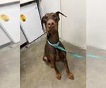 Small Doberman Pinscher