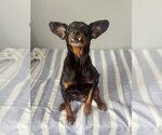 Small #7 Chihuahua Mix