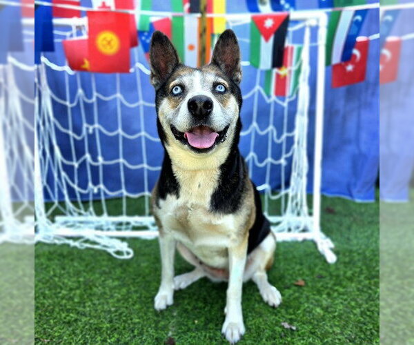 Medium Photo #2 Siberian Husky-Unknown Mix Puppy For Sale in Long Beach, CA, USA