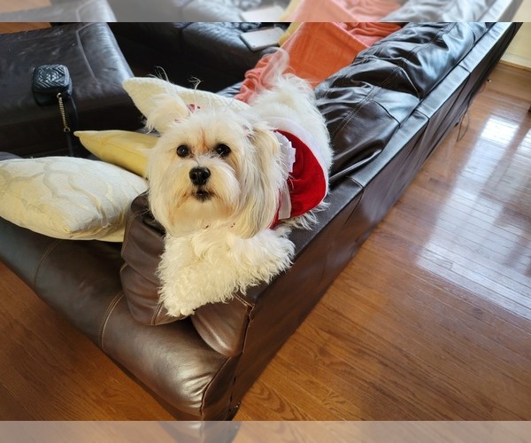 Medium Photo #1 Zuchon Puppy For Sale in GLEN ALLEN, VA, USA