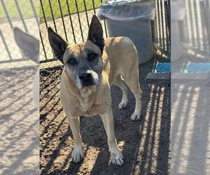 German Shepherd Dog-Unknown Mix Dogs for adoption in Riverside, CA, USA