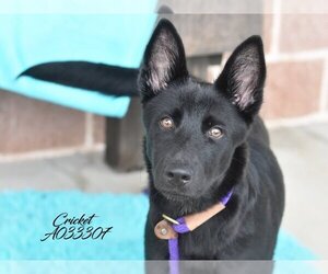 German Shepherd Dog-Unknown Mix Dogs for adoption in The Woodlands, TX, USA
