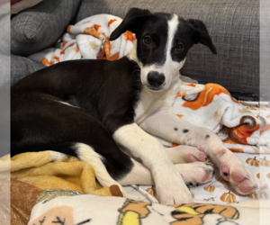 Oreo - Female Mutt Dog for Adoption - Photo #3