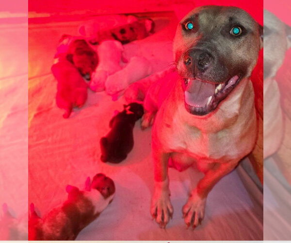 Medium Photo #2 American Pit Bull Terrier-Unknown Mix Puppy For Sale in Frankenmuth, MI, USA