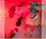 Small #1 American Pit Bull Terrier Mix