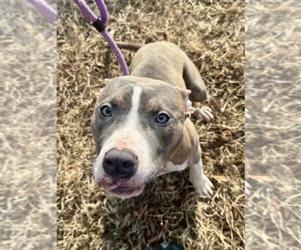 Medium Photo #3 Mutt Puppy For Sale in Glen Allen, VA, USA