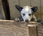 Small Photo #2 Australian Cattle Dog Puppy For Sale in MIDDLEBORO, MA, USA