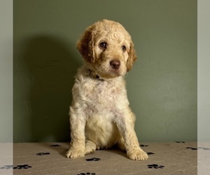 Labradoodle Puppy for sale in SOUTHAMPTON, MA, USA