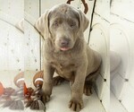 Small Photo #1 Labrador Retriever Puppy For Sale in CLEARVILLE, PA, USA