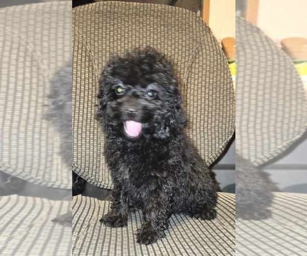 Medium Photo #27 Poodle (Toy) Puppy For Sale in DYERSBURG, TN, USA