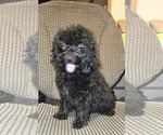 Small #26 Poodle (Toy)