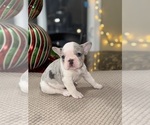 Small Photo #3 French Bulldog Puppy For Sale in HILTON, NY, USA