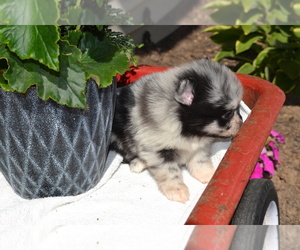 Medium Pomeranian