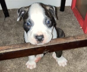 American Pit Bull Terrier Puppy for sale in WASHINGTON, DC, USA
