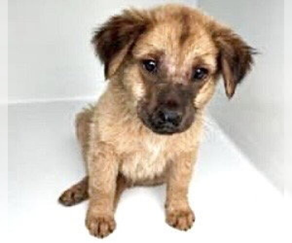 Medium Photo #1 Border Terrier-German Shepherd Dog Mix Puppy For Sale in Houston, TX, USA