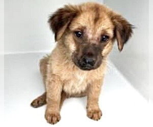 Border Terrier-German Shepherd Dog Mix Dogs for adoption in Houston, TX, USA