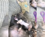 Small Photo #15 American Bully Puppy For Sale in NIXA, MO, USA
