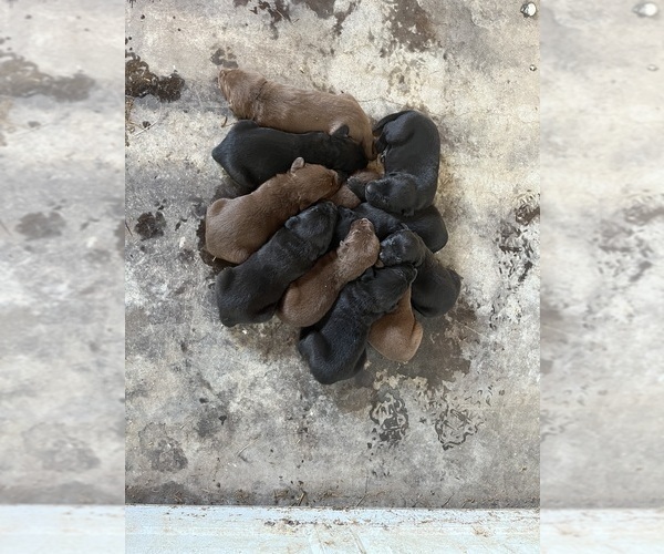 Medium Photo #4 Labrador Retriever Puppy For Sale in SABETHA, KS, USA
